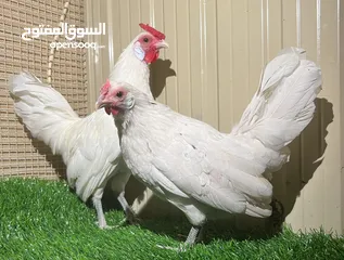  3 للبيع يوز بو ترجيه