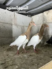  18 فراخ للبيع