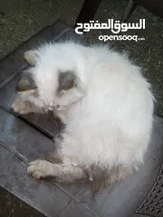  3 قطه هملايا للبيع