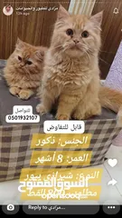  4 قطط شيرازي بمختلف الاعمار
