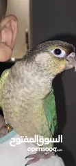  1 ببغاء جرين شيك و ثلاث عصافير حب للبيع سعر ممتاز