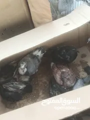  1 زغاليل بلدي للذبح