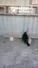  5 ديك حبش للبيع