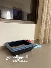  3 قط ذكر من نوع فريد للبيع