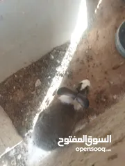  5 ارانب للبيع