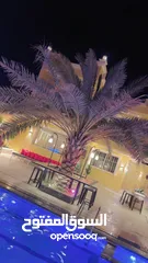  9 شاليه كرم وزيد للإيجار
