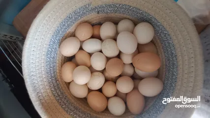  6 بيض  دجاج وحبش بلدي نباتي للبيع