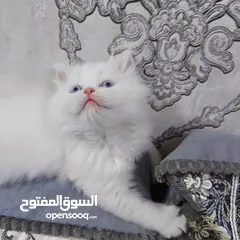  4 قطط نوعيات مختلفة في بغداد أقره الوصف
