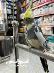  8 كوكتيل ذكر متكلم عرض قوي عالسعر شوف الوصف