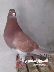  2 مطلوب حمام بلدي نفس الي في صوره