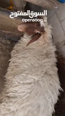  2 عبوره أسنان اللبن  للبيع  تنفع اضحيه او عقيقه او نذر