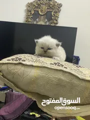  2 قطة هيملايا دارك للبيع