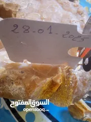  2 عنبر الحوت خام طري وجد على شاطئ البحر