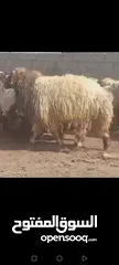  2 حلال نخب لحم ومقنوي بلدي وشروط الظحيه الله يتقبل من الجميع