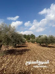  6 فرصة العمر مزرعة زيتون راقية  طريق اربد عمان كافه الخدمات 17 دونم و نص منتجه