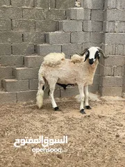  4 كبش سعي او عيد الله يبارك