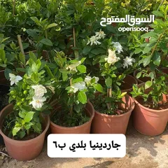  19 متوفر جميع انواع الاشجار المثمرة والزينة والورود وخدمة الزراع وتنسيق الحدائق وجميع انواع القواير