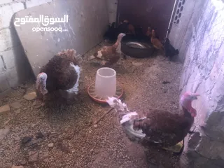  2 حبش احمر تركي نخب اول جواز