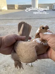  7 كوم حمام للبيع