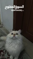  2 قط للتبني قط بريشن أبيض فرصة رائعة لتبني قط بريشن أبيض جميل ونظيف عمره أكثر من ستة شهور.