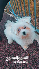  2 3500 شكل وا شكرن ال جميع