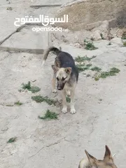  3 كلب جيرمن جرو للبيع لون ابيض واسود للبيع بسعر مغري جداً