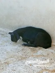  3 سخلتين شاميات ثنايا