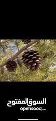 1 ارض مزروعة اشجار  للبيع