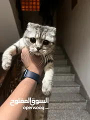  2 قطوه  نثيه سكوتش فولد للتبني