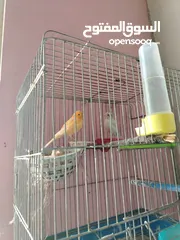  2 جوز كنار وأنثى
