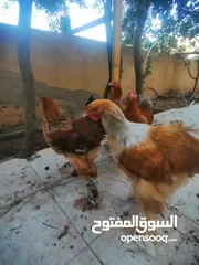  2 طقم دجاجه براهمة مستوى عالي