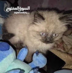  20 بريتش ريد اطراف قصيره لون اشقر شعر طويل وهمالايا تشوكلت بلو بوينت شعر طويل العمر شهرين ونص