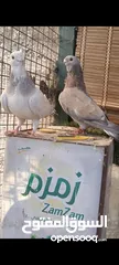  7 جواز وفردات كل اشي الو سعرو الاسعار بالوصف