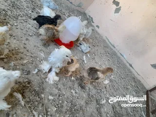  14 صيصان براهما مستويات عالية