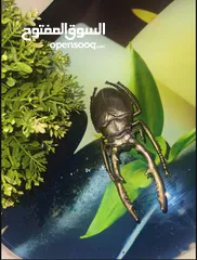  1 (Stag Beetle.)   خنفساء العملاقه ذات القرون