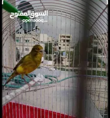  1 جوز كنار ملطش
