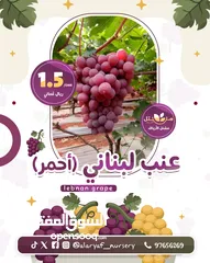  3 شتلات وأشجار العنب النادرة من مشتل الأرياف أسعار منافسة عنب الأفضل في السوق  grape انگور