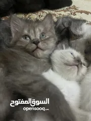  14 للمهتمين فقططط قطط للبيع سيامي وبريتش
