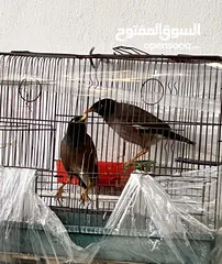  9 جوز طائر المينا اقرأ الوصف