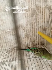  3 جوز طيور حب للبيع