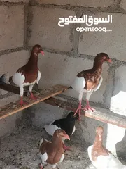  5 فراخ يهوديات 16 حبه جميع الألوان مفطومات جاهزات للجرد