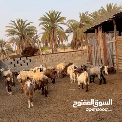  2 أغنام عمانيه