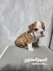  11 English Bulldog Female puppies