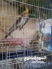  4 جوز عصافير كوكتيل مع القفص
