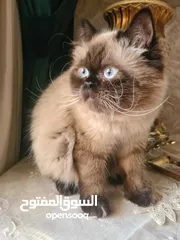  3 قطط نوع بيكي فيس ومكس همالايا للبيع بسعر رمزي