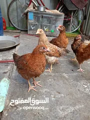  4 دجاج عرب مخاليف