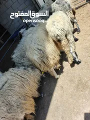  4 بيع جميع الانواع الاغنام