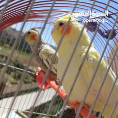  1 عصافير كوكتيل للبيع حبات جامبو ونضيفه