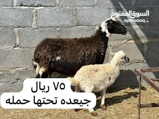  1 أغنام و بعير للبيع