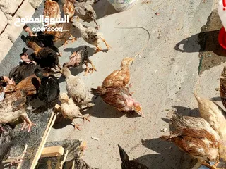  8 السلام عليكم اخوان عندي افراخ دجاج نضيفات وكامل لقاح العمر شهر و21 يوم العنوان الحيانيه